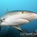 shark_reef_caribbean_gs_fc_h_0269_tci1134.jpg